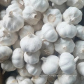 Hot sales new crop China/Chinese fresh garlic pure white garlic for wholesale